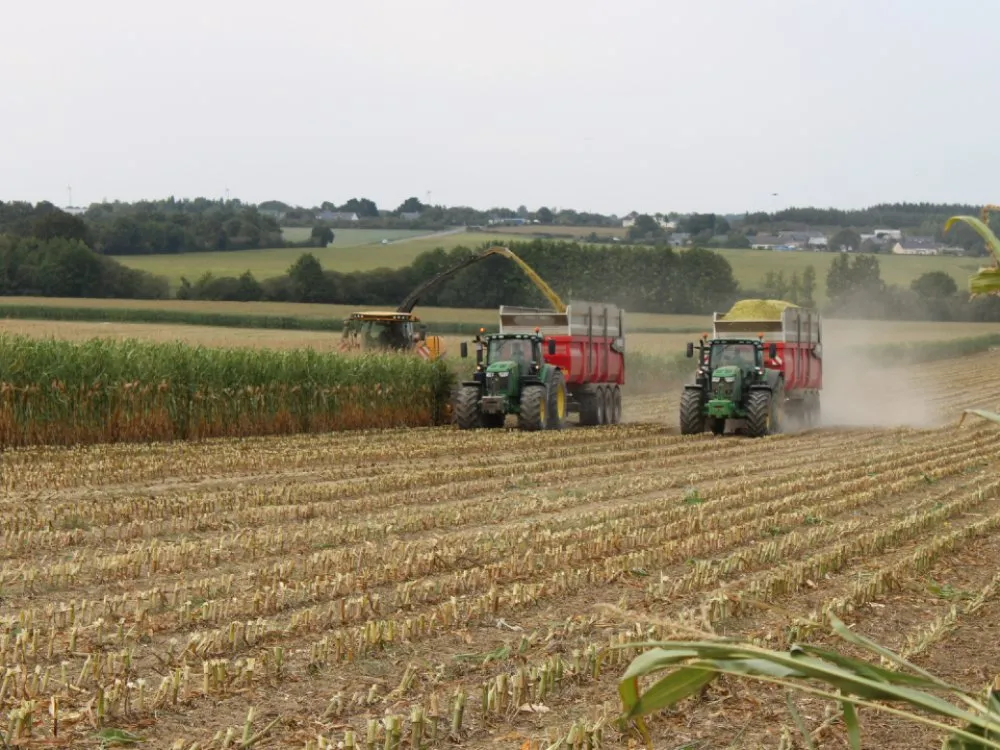 Ensilage maïs 2023 (CORTAL 240-90)